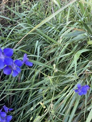 Delphinium ajacis