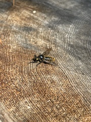Laphria