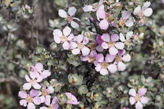 Leptospermum sericeum