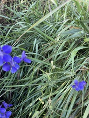 Delphinium ajacis