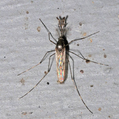 Culiseta annulata