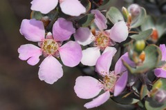 Leptospermum sericeum
