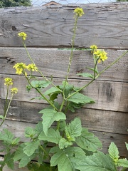 Rhamphospermum arvense