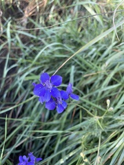 Delphinium ajacis