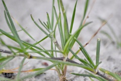 Spergula platensis