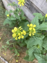 Rhamphospermum arvense