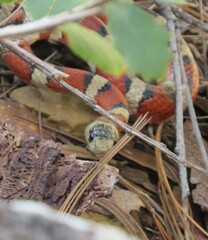 Lampropeltis knoblochi
