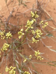 Eriogonum microtheca
