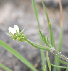 Spergula platensis