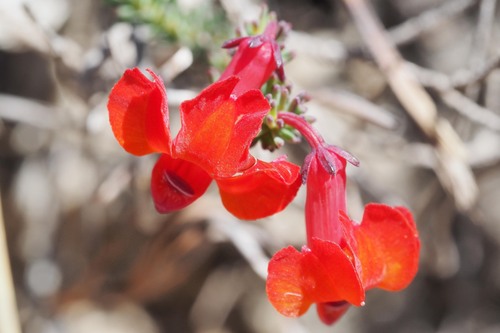 Leschenaultia formosa, photograph 3
