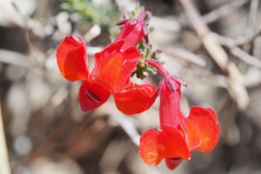 Leschenaultia formosa, photograph Jesse de Vries, CC BY, iNaturalist via GBIF