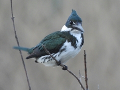 Chloroceryle amazona
