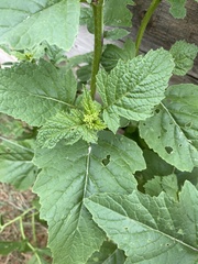 Rhamphospermum arvense