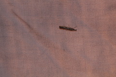 Agriphila inquinatella