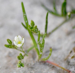 Spergula platensis