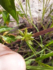 Cyperus lupulinus