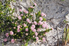 Pimelea ferruginea