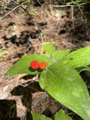 Prosartes trachycarpa