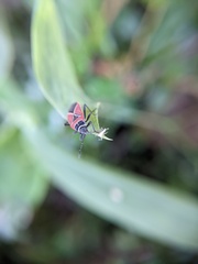 Neacoryphus bicrucis