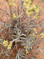 Eriogonum microtheca