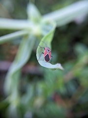 Neacoryphus bicrucis