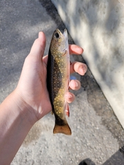 Salvelinus fontinalis