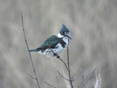 Chloroceryle amazona