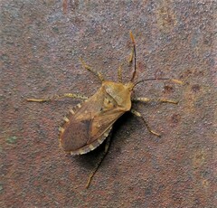Anasa repetita