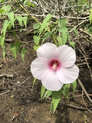 Hibiscus laevis