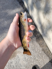 Salvelinus fontinalis