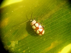 Omophoita magniguttis