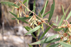 Acacia baeuerlenii