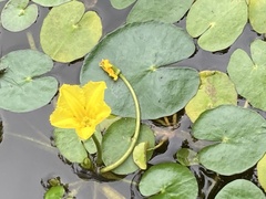 Nymphoides peltata