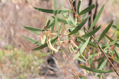 Acacia baeuerlenii