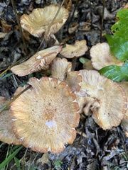 Desarmillaria