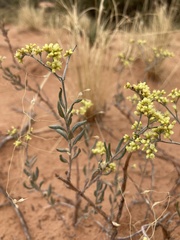 Eriogonum microtheca