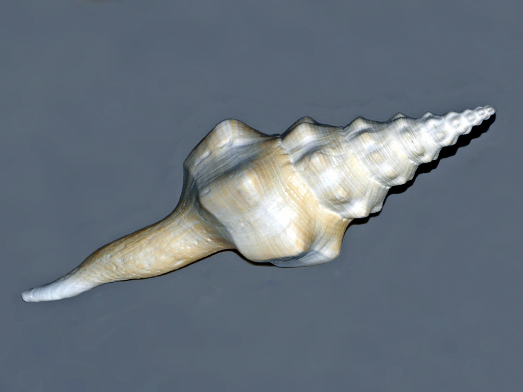 Legrand's spindle