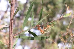 Acacia baeuerlenii