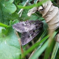 Lacinipolia renigera