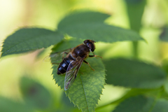 Eristalis pertinax