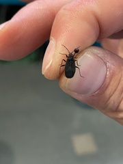 Melacoryphus rubicollis