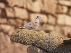 Streptopelia turtur