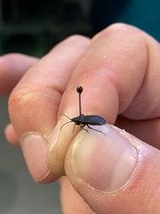 Melacoryphus rubicollis