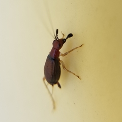 Phyllopalpus pulchellus