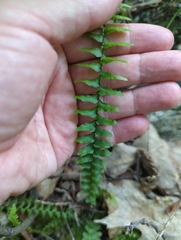 Asplenium platyneuron
