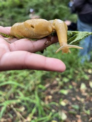 Ariolimax columbianus