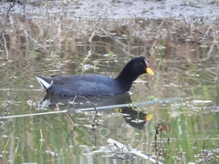 Fulica rufifrons