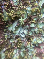 Plagiochasma rupestre