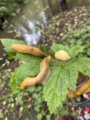 Ariolimax columbianus