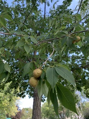 Aesculus glabra